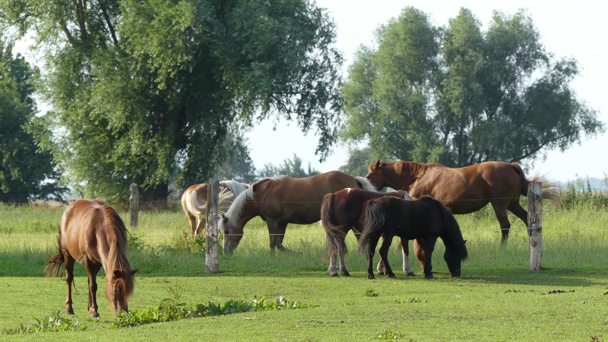 Hof Thomsen Daire Gross Kordshagen Dış mekan fotoğraf